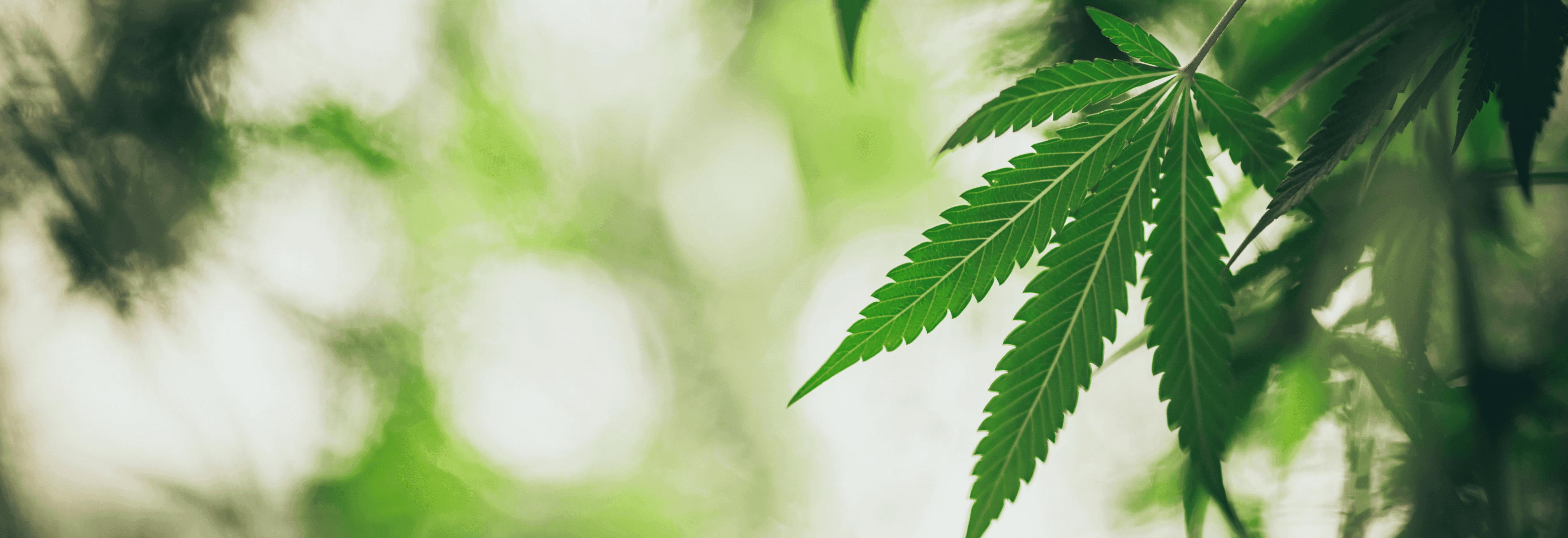 Cannabisblatt vor unscharfen Hintergrund 