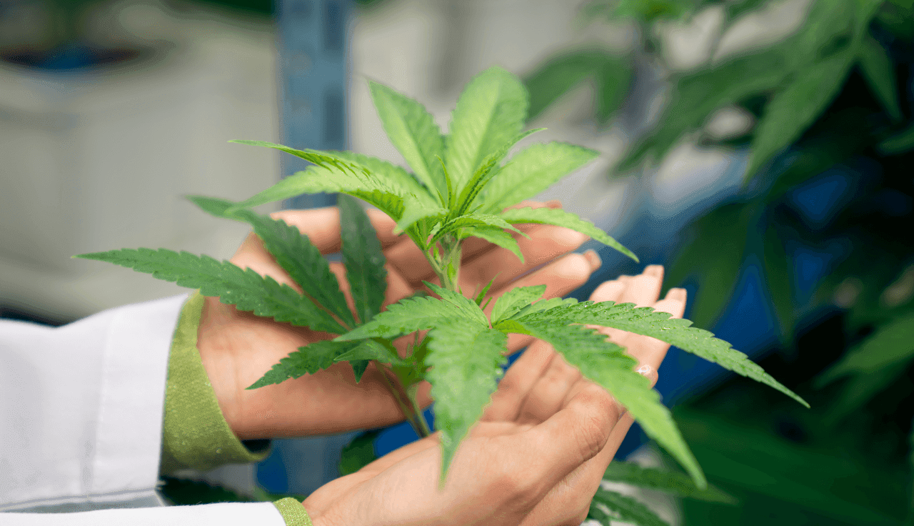 Hände zentrieren Cannabispflanze 