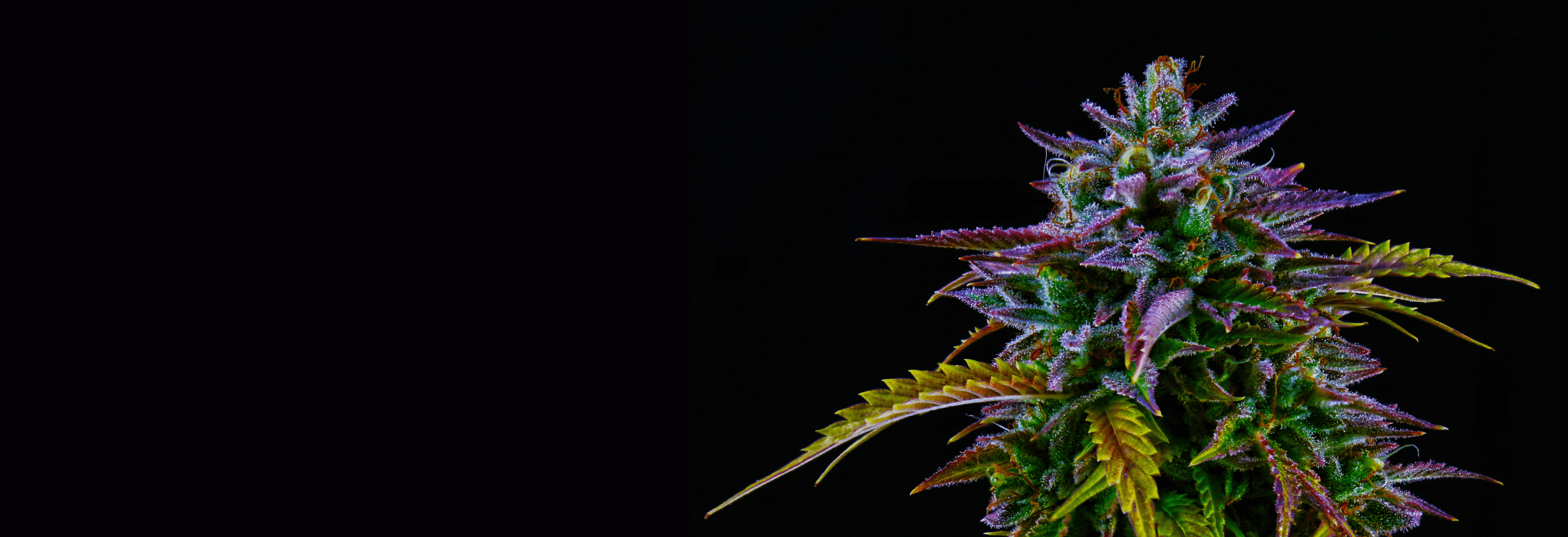 Bunte Cannabispflanze auf schwarzen Hintergrund