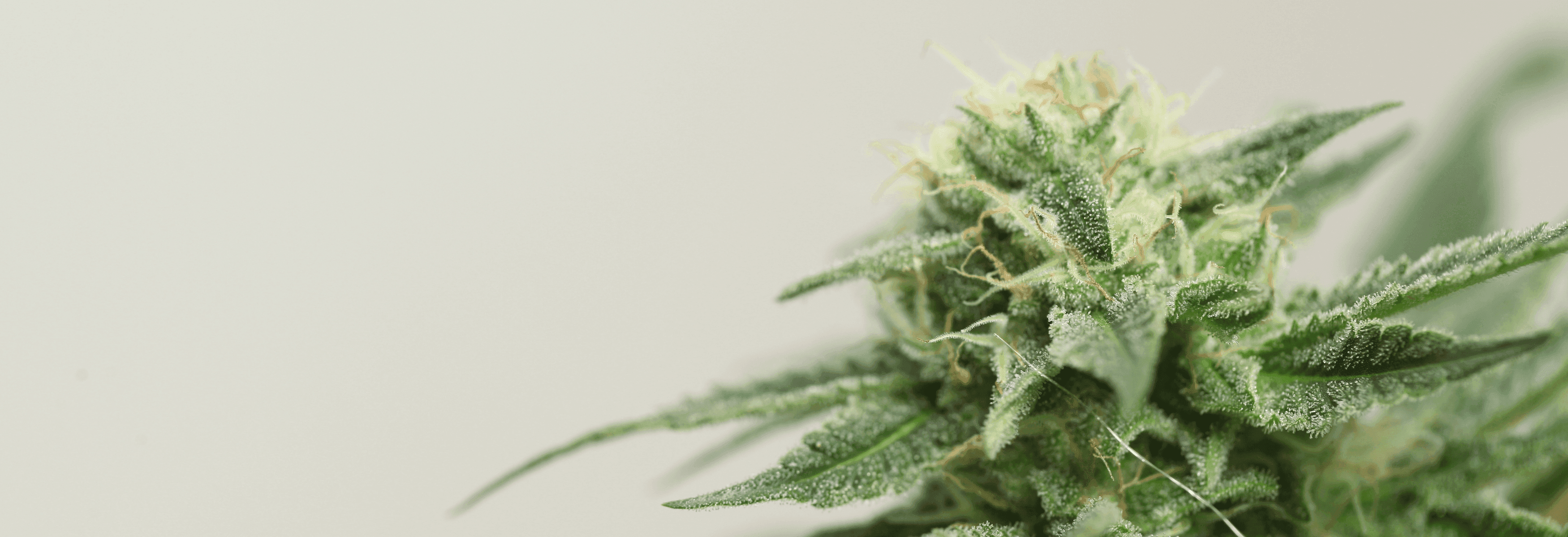 Cannabisblüte ungetrocknet